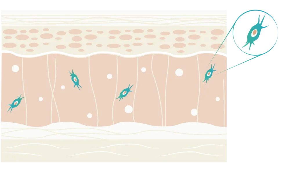 Schautafel der Fibroblastenaktivität in der Dermis für Hautverjüngung und Kollagenproduktion